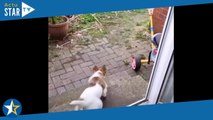Ce chien chasse un chat qui est dans son jardin... mais rien ne se passe comme prévu