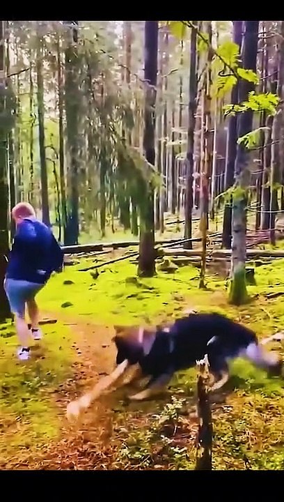 Animal fun 