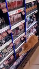 Istanbul la ville des chats