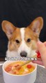 Corgis drink fresh shrimp and vegetable soup, the cutest dog, cute pet daily, pet debut plan_