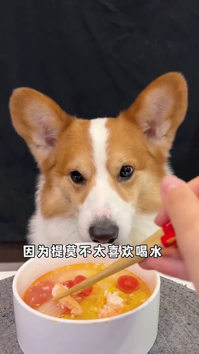 Corgis drink fresh shrimp and vegetable soup, the cutest dog, cute pet daily, pet debut plan_