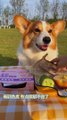 Corgi Teemo's first time eating and broadcasting outdoors ~ cute pet debut trainee pet debut plan cutest dog_