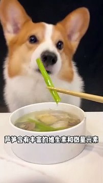 Corgis drink asparagus and mackerel soup. Adorable breeder. Pet debut plan. The cutest dog_
