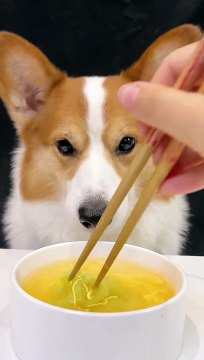 Corgis drink bitter gourd and egg yolk soup, the cutest dog pet debut plan cute breeder_