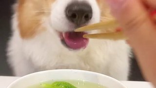 Corgis drink choy sum basa fish soup cute breeder animal confusing behavior pet debut plan_
