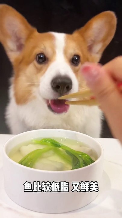 Corgis drink choy sum basa fish soup cute breeder animal confusing behavior pet debut plan_
