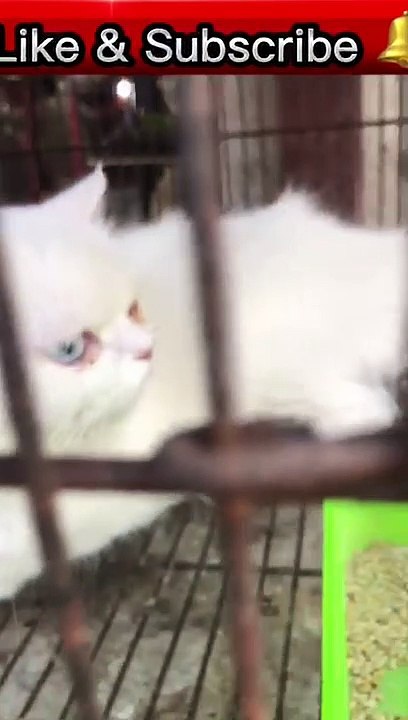 cat eyes
