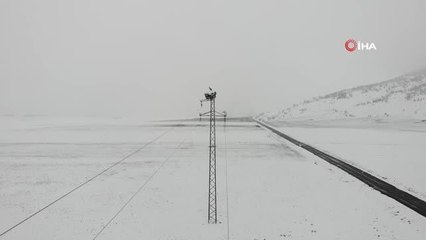 Baharın müjdecisi leylekler yuvalarında kara yakalandı