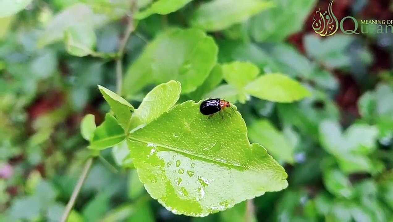 Al-Qiyāmah ( القيامة‎, “The Rising Of The Dead”) Surah Al-Qiyamah with Urdu Translation 075