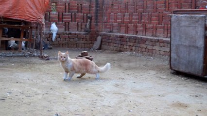 cats Playing With pigeons