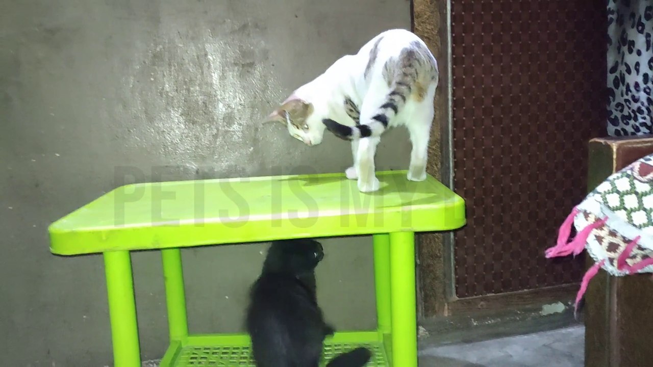 Cats Fighting