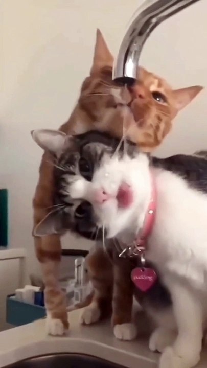 Funny cat video (must watch)