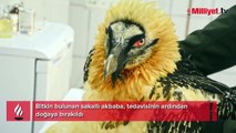 Bitkin bulunan sakalla akbaba, tedavisinin ardından doğaya bırakıldı