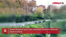 Sokak köpekleri şehre inen domuzları insanların arasında böyle kovaladı