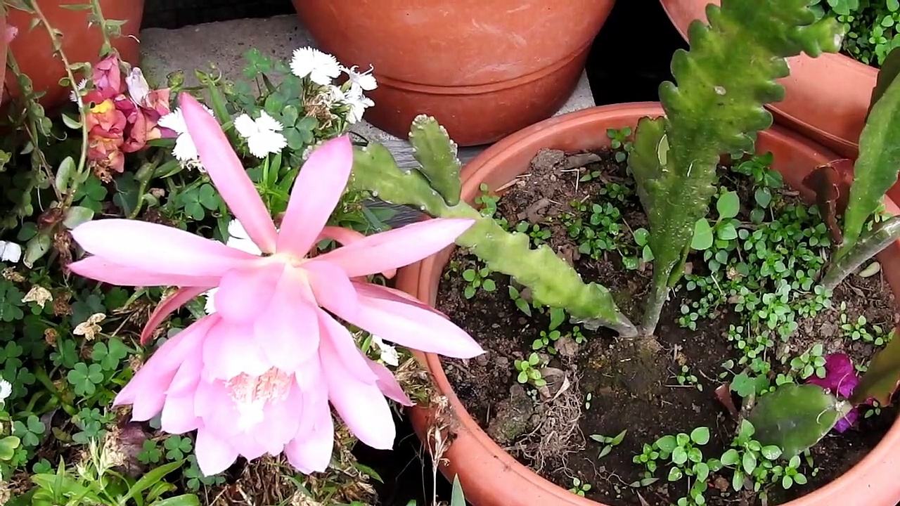 கொடைக்கானலில் சுற்றுலாப்பயணிகளின் கவனத்தை ஈர்க்கும் பிரம்ம கமல பூ