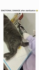 Emotional Damage funny cat videos (must watch)