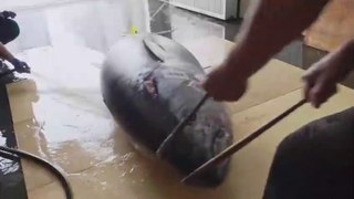 Amazing skill！500 Pound Giant bluefin tuna cutting Master, Luxurious sashim