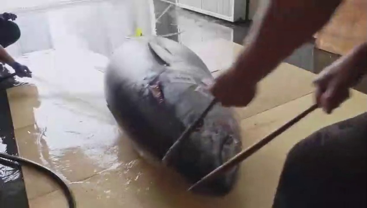 Amazing skill！500 Pound Giant bluefin tuna cutting Master, Luxurious sashim
