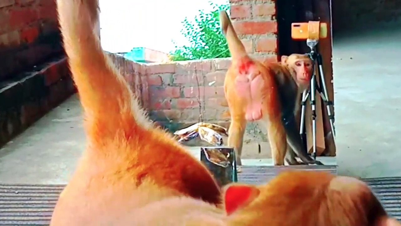 Mirror Vs Monkeys  Mirror Prank on Monkeys coMpecsM-720p