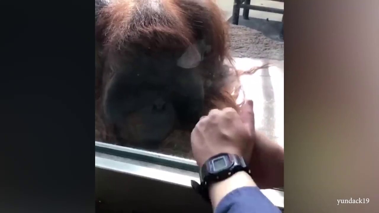 Funny Animals That Always Make Us LAUGH!