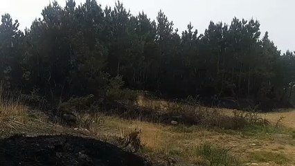 La lluvia y el cambio del viento permite controlar los incendios que han arrasado más de 10.000 hectáreas en Asturias