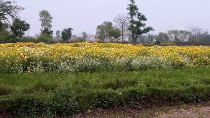 Flower Garden in Lahore Phool Mandi