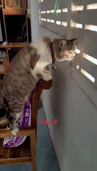 Best funny cat video,top funniest video cat