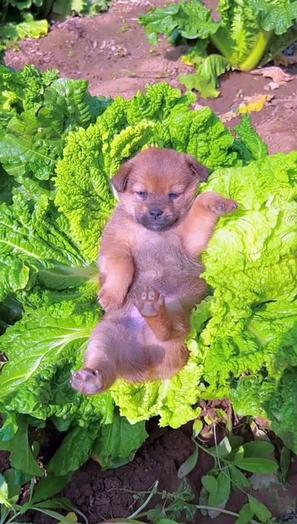 Pets animal video, funniest animal video