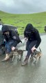 Police Puppy Dog Training