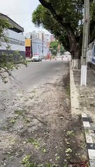 Árvore de grande porte tomba em zona nobre de Fortaleza na manhã deste sábado, 1°
