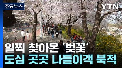 일찍 찾아온 벚꽃에 시민들 얼굴도 활짝..."봄기운 만끽" / YTN