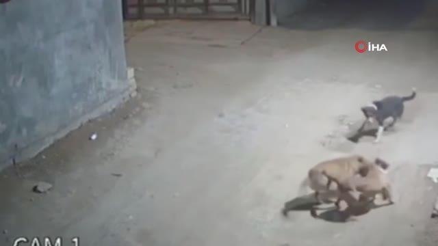 Irak'ta sokak köpeklerinin saldırısına uğrayan bebek yaralandı