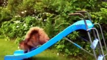 Cute Kittens and Cats on a Slides - Funny Animals Channel (2)