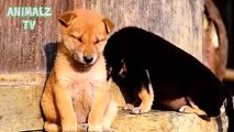 Funny Dogs Who Lost The Fight Against Sleep - Dogs Trying To Stay Awake - Funny Animals Channel