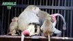 Mother Hamadryas Baboon Monkey is Hugging Her Child In Tbilisi Zoo - Cuteness Overload - Funny Animals Channel (2)