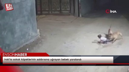 Irak'ta sokak köpeklerinin saldırısına uğrayan bebek yaralandı