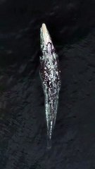 Il "miracolo" della balena che nuota senza coda: avvistata vicino a Newport Beach, in California