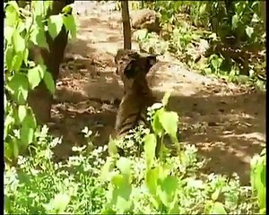 Viral video - Egoistic Monkey - Giving torture to tiger(360P)