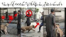 Larkay Ko Lion Daikhna Mehnga Par Gaya | Lion Attack To Boy | Incident in Lahore Pakistan #lionattack #zoolionattact #lions
