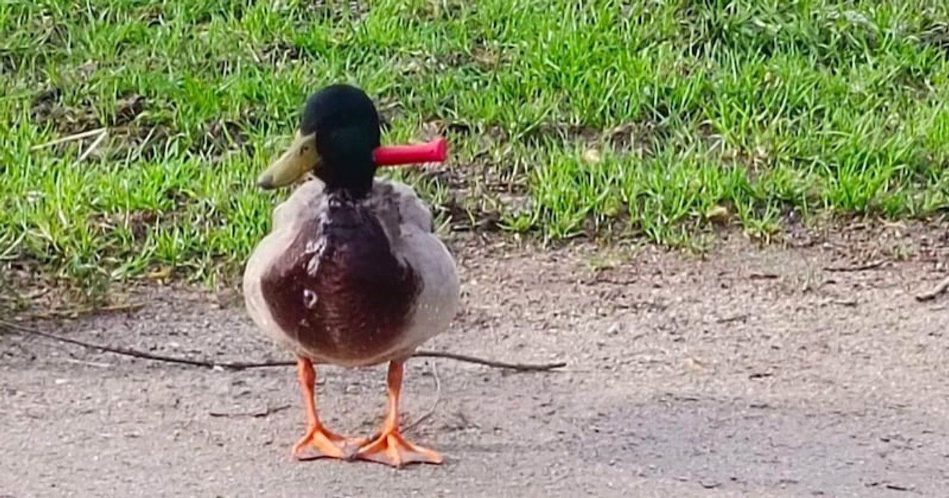 Vivant avec un couteau planté dans le cou, ce canard a enfin été sauvé par les pompiers