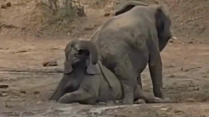 Elephants play with mud/ Elephant funny video