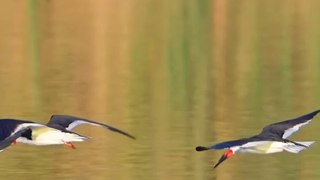 Birds flying#trending#birdsflying#viralshorts#viralreels#trendingvideo#trendingshorts