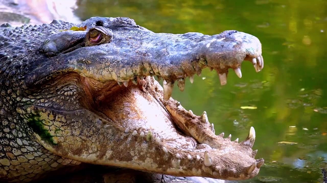 crocodile HDR video 4k