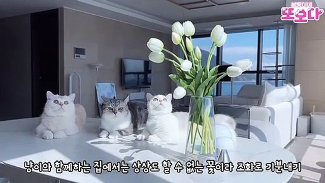 Funniest Animals Video - Best Cats and Dogs - Funny Cats and Crazy Dogs Videos 2023! shorts