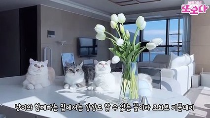 Funniest Animals Video - Best Cats and Dogs - Funny Cats and Crazy Dogs Videos 2023! shorts
