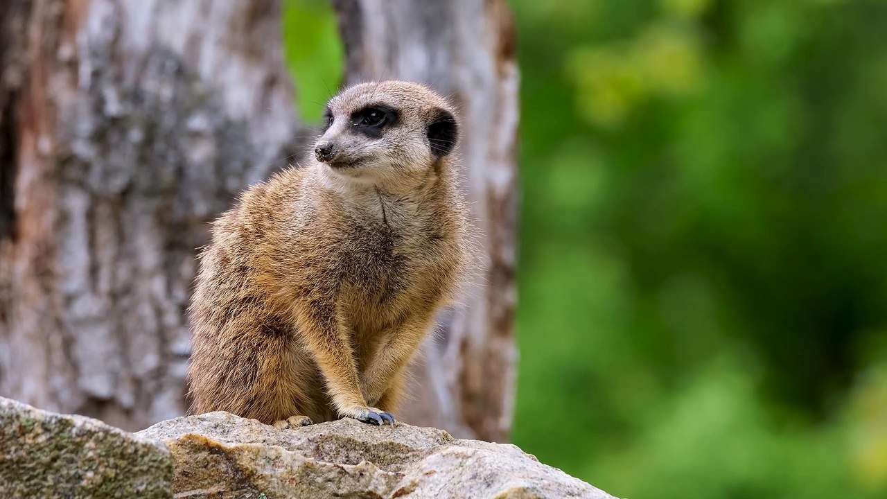 Meerkat video