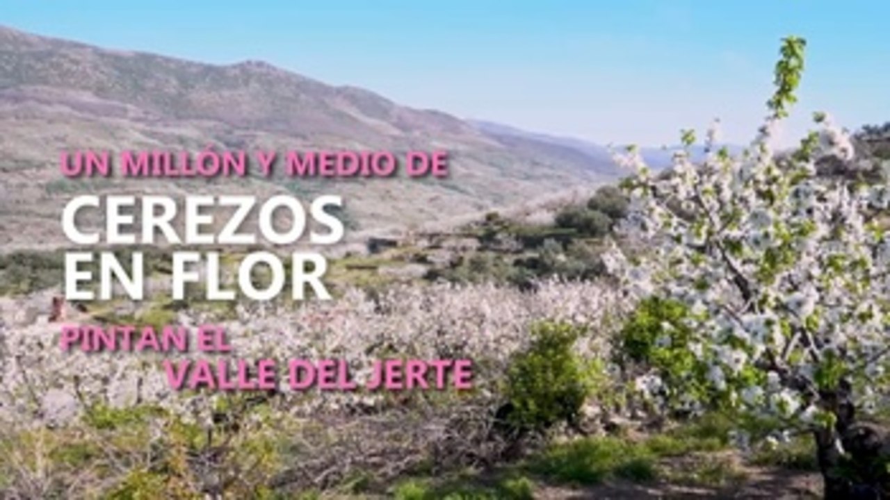 Un millón y medio de cerezos en flor pintan el Valle del Jerte
