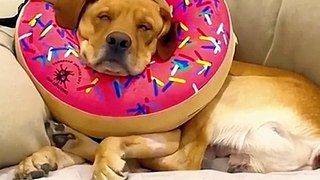 Funny and Cute Animal Videos Everyday - Animals LOL Moments #funnyanimals #shorts #funnyvideo