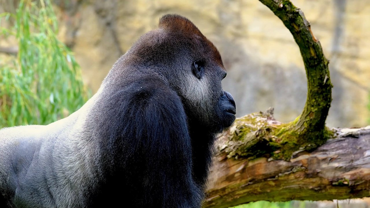 Gorilla Alpha Male