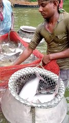 Unbelievable Cast Net Fishing Videos